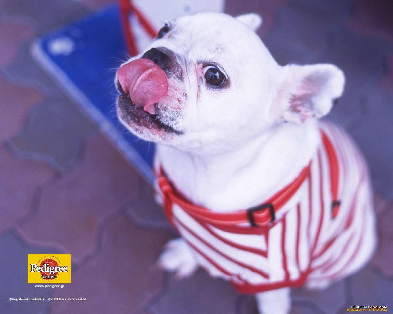 , pedigree